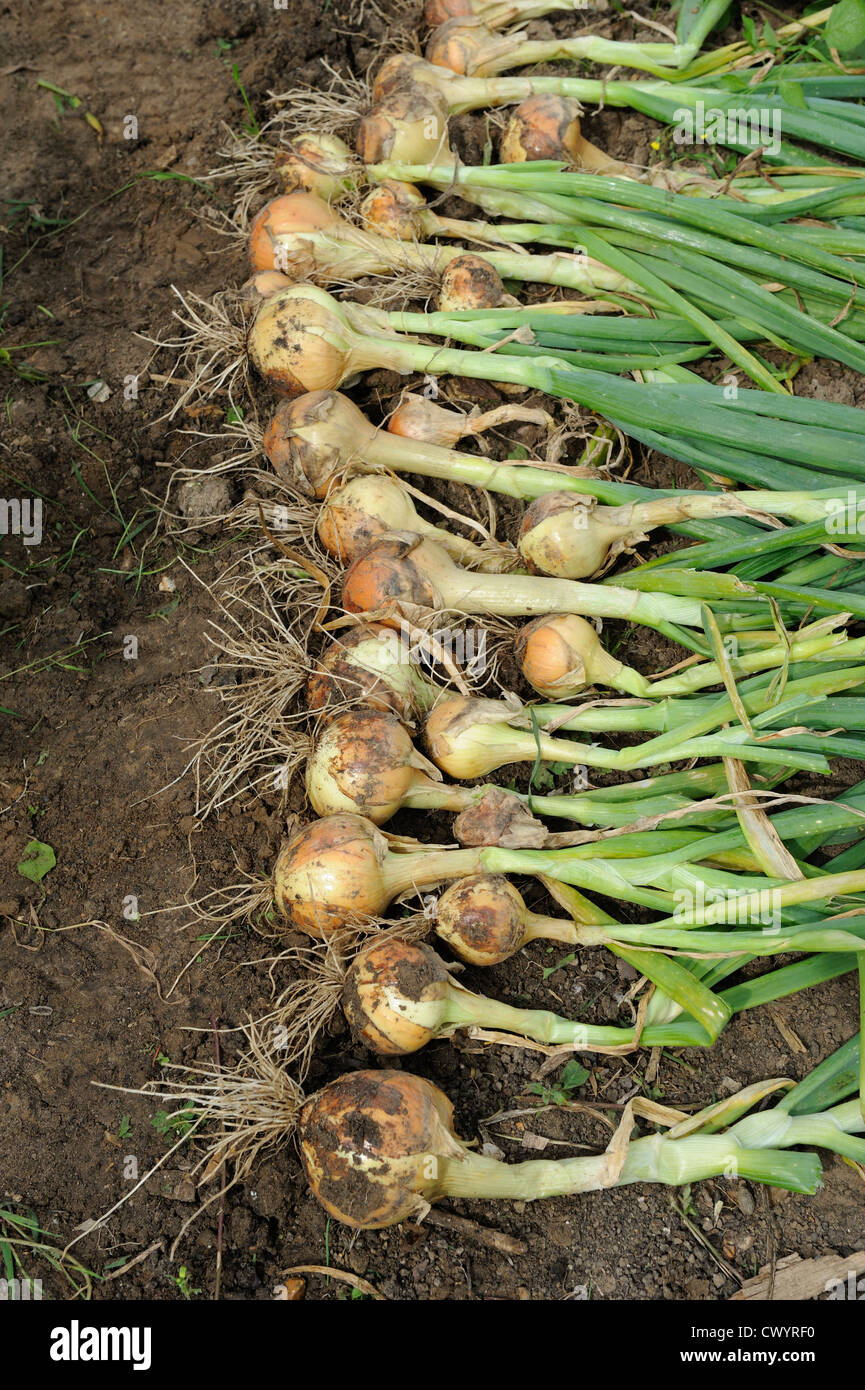 Maincrop onions hi-res stock photography and images - Alamy