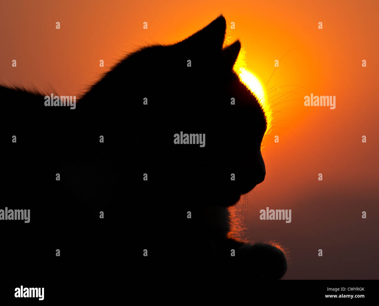 silhouette of cat dosing portrait Stock Photo