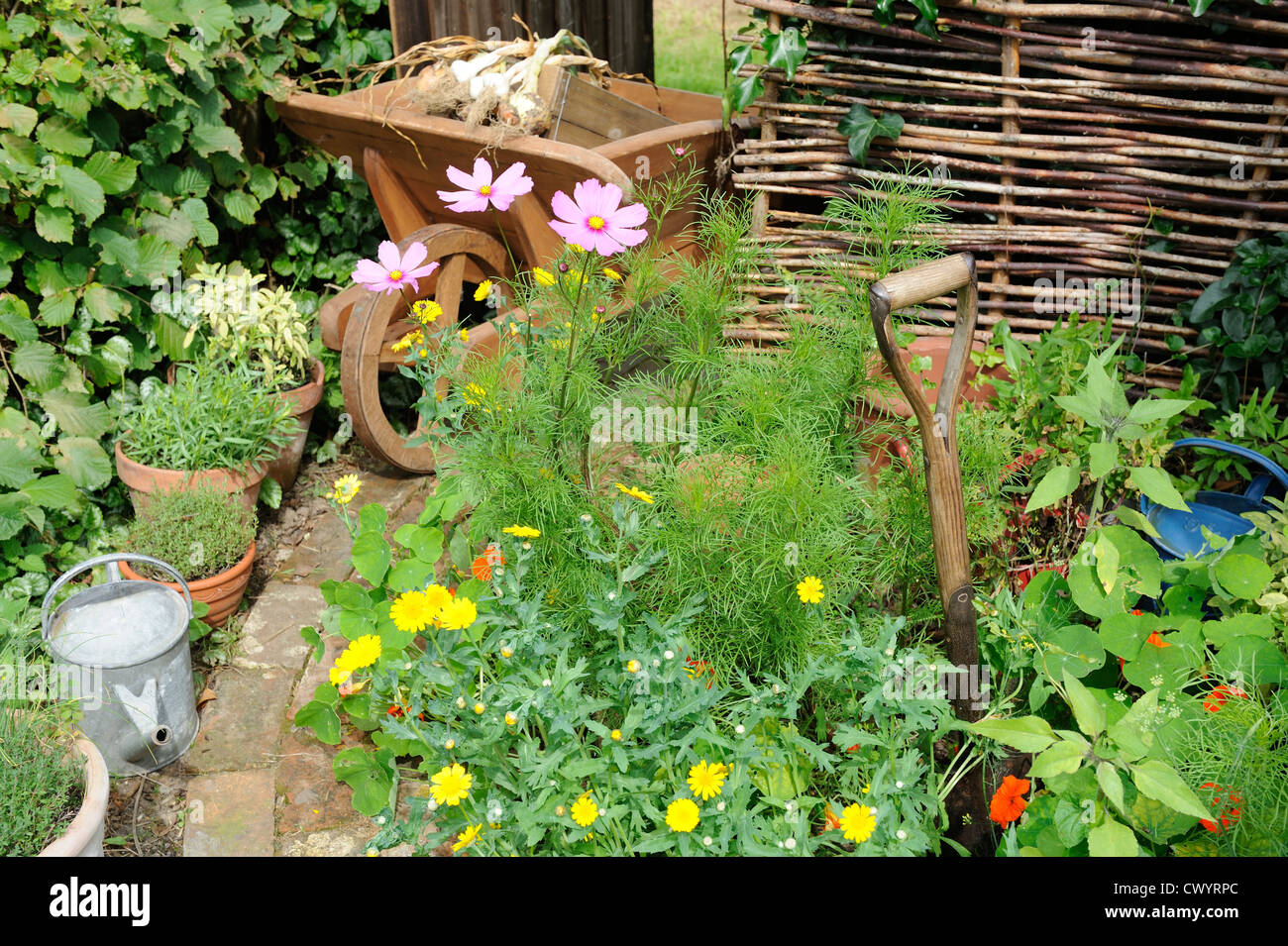 Summer border of cosmos and corn marigold with wooden wheelbarrow and path leading to garden gate Stock Photo