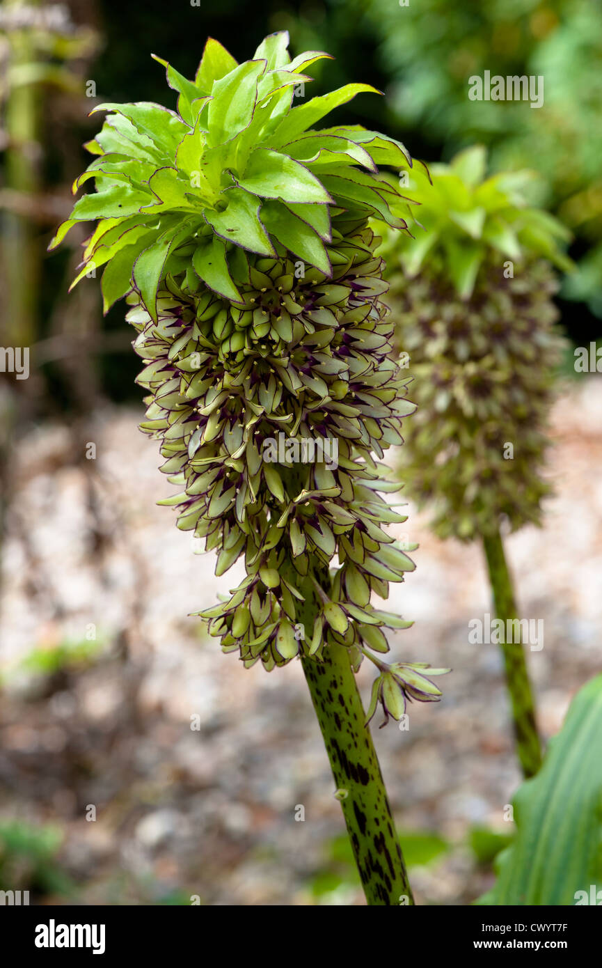 Eucomis. Eucomis (pineapple flowers) Stock Photo