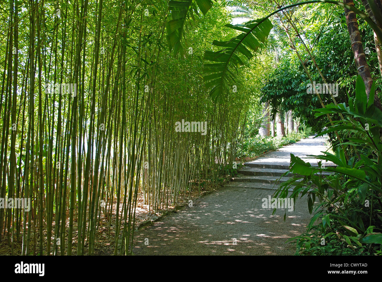 pass through bamboo grove in the beautiful garden Stock Photo