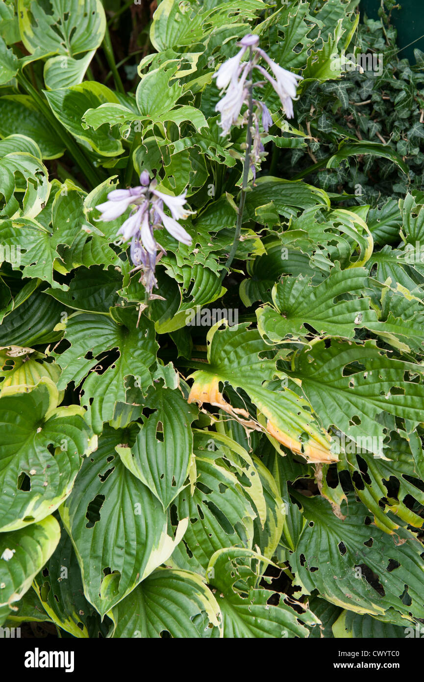 Garden Hosta in flower showing slug damage Stock Photo