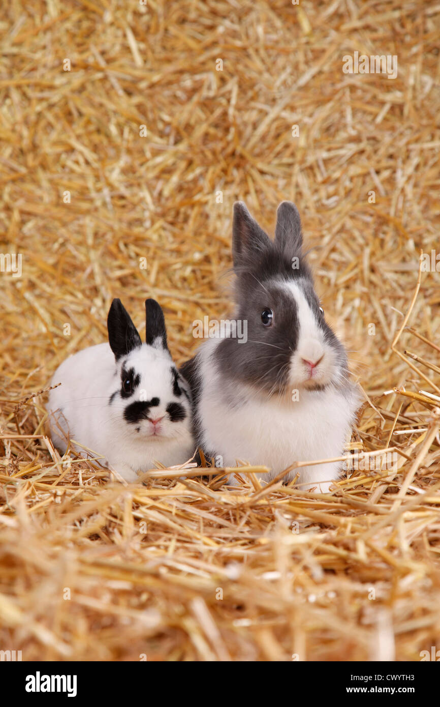Dutch lionhead sales