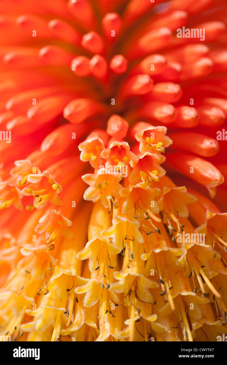 Red hot poker, close up of flower spike Stock Photo