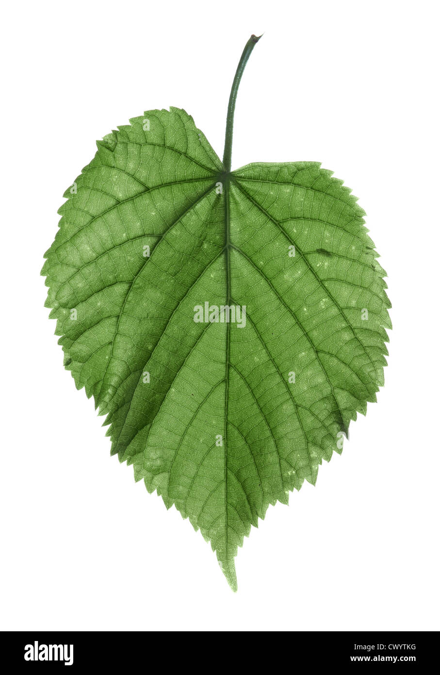 Large-leaved Lime Tilia platyphyllos (Tiliaceae) Stock Photo