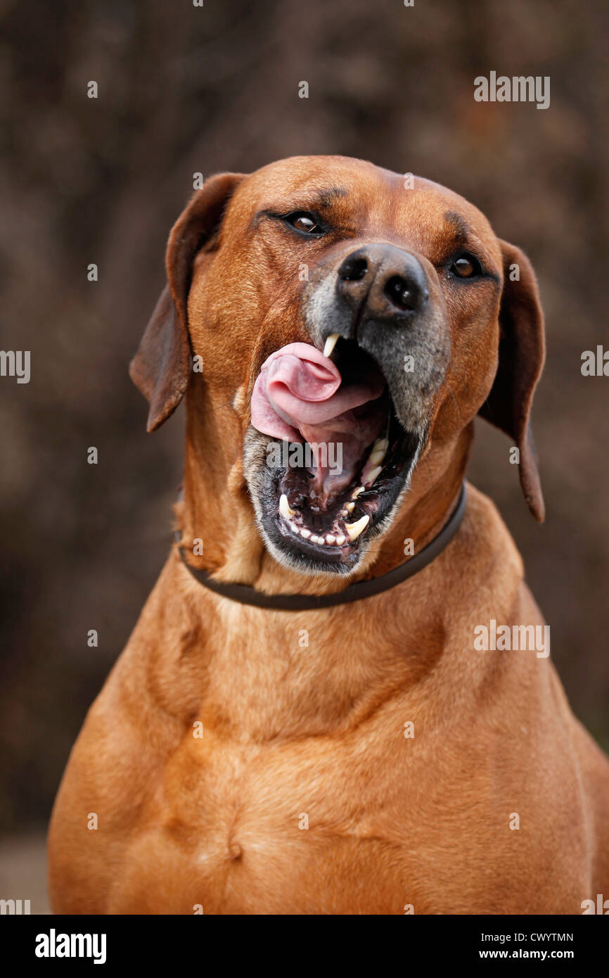 Rhodsian hi-res stock photography and images - Alamy