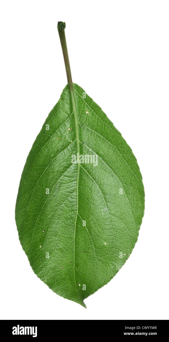 Japanese Balsam Poplar Populus maximowiczii Stock Photo