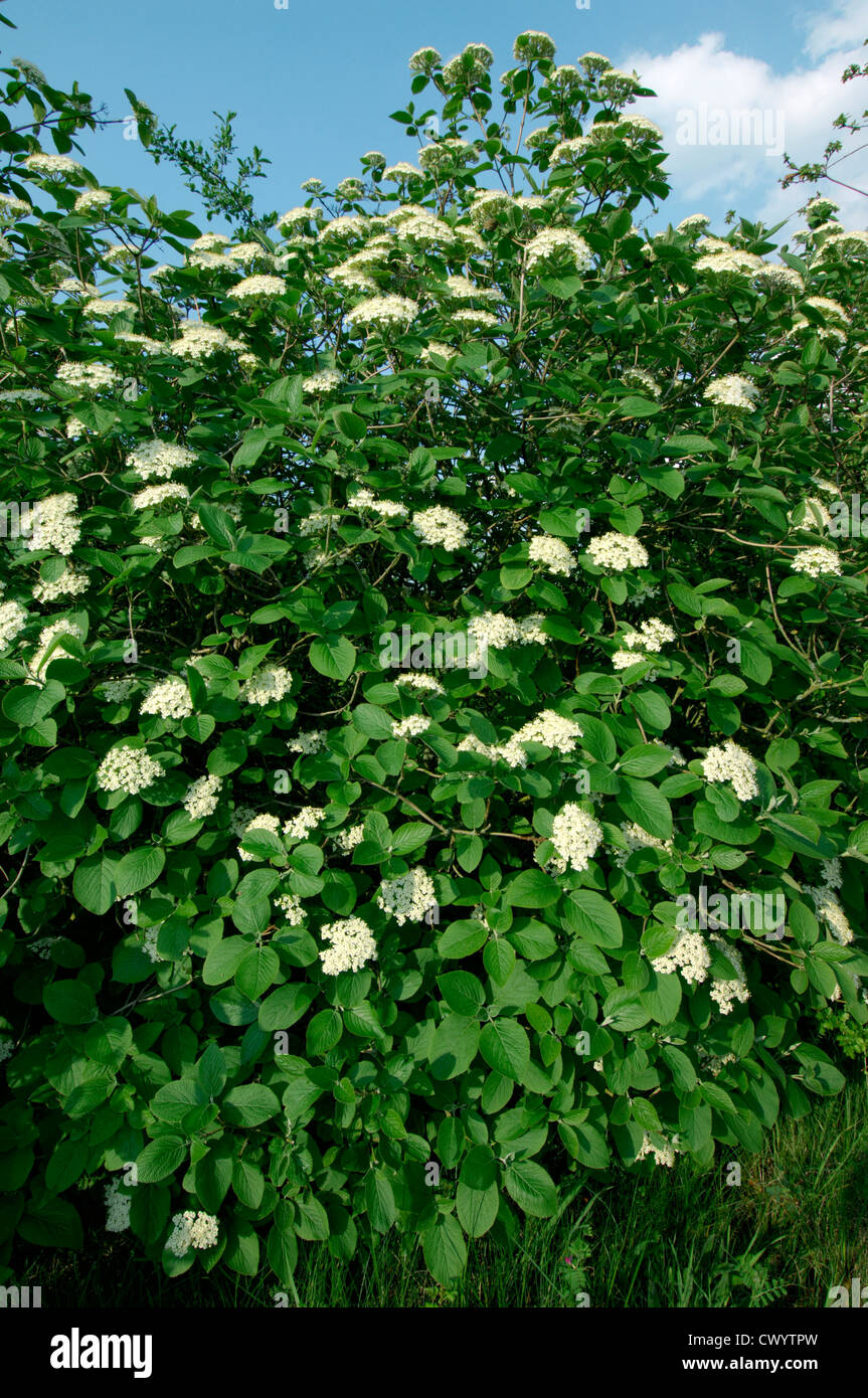 Wayfaringtree Viburnum lantana Caprifoliaceae Stock Photo Alamy