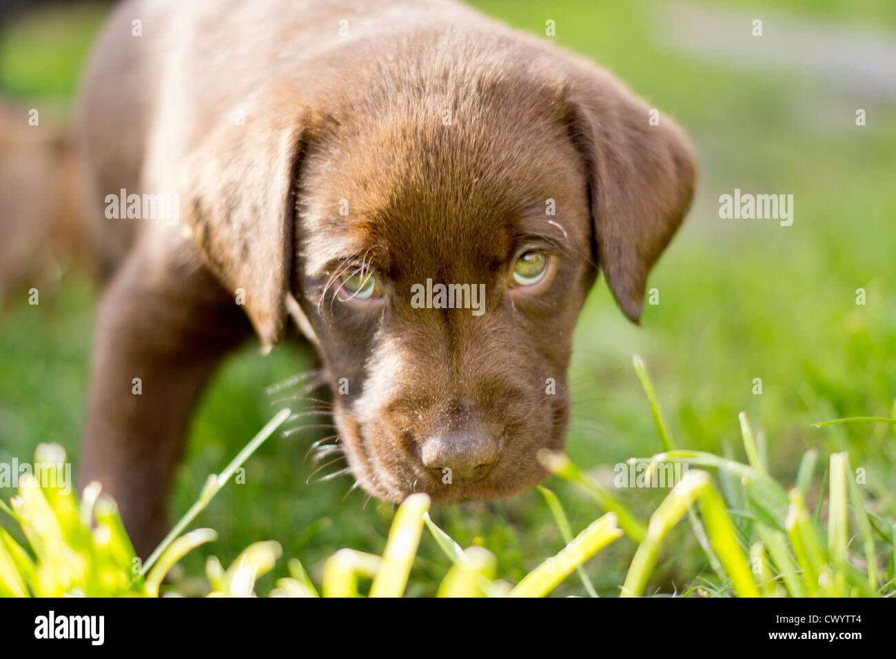 10 week old chocolate lab sales