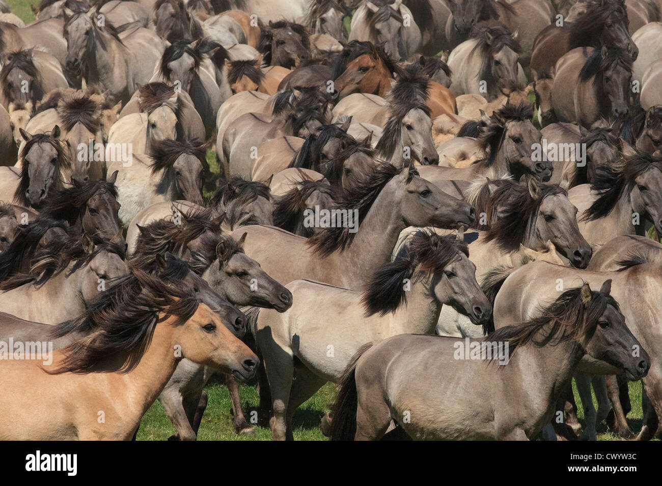 Catching of wild horses, Duelmen, Germany Stock Photo