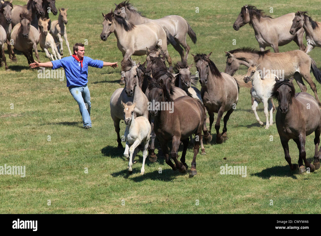 Catching of wild horses, Duelmen, Germany Stock Photo