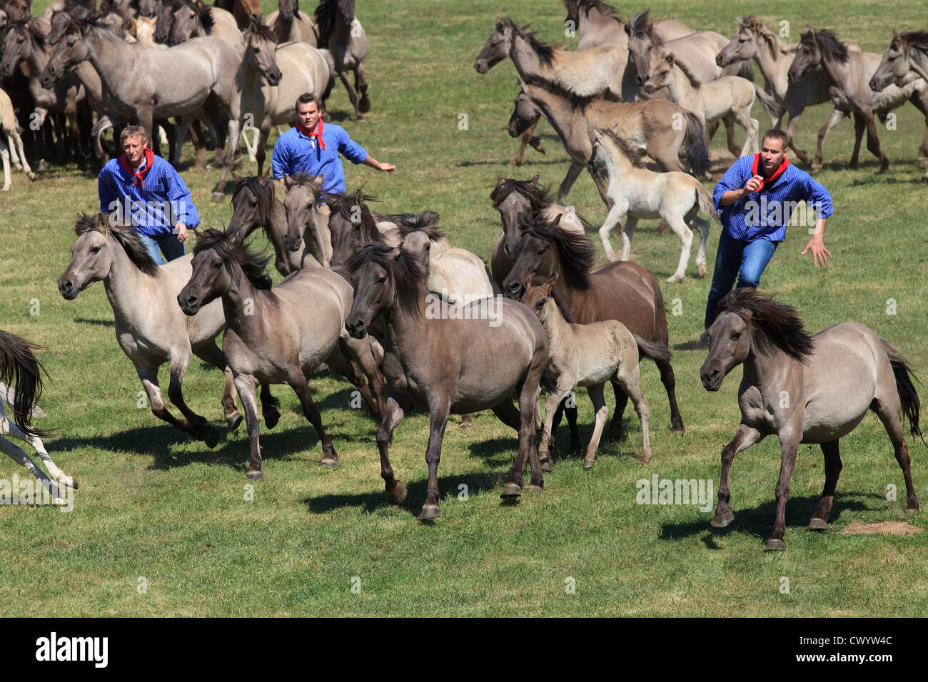 Catching of wild horses, Duelmen, Germany Stock Photo