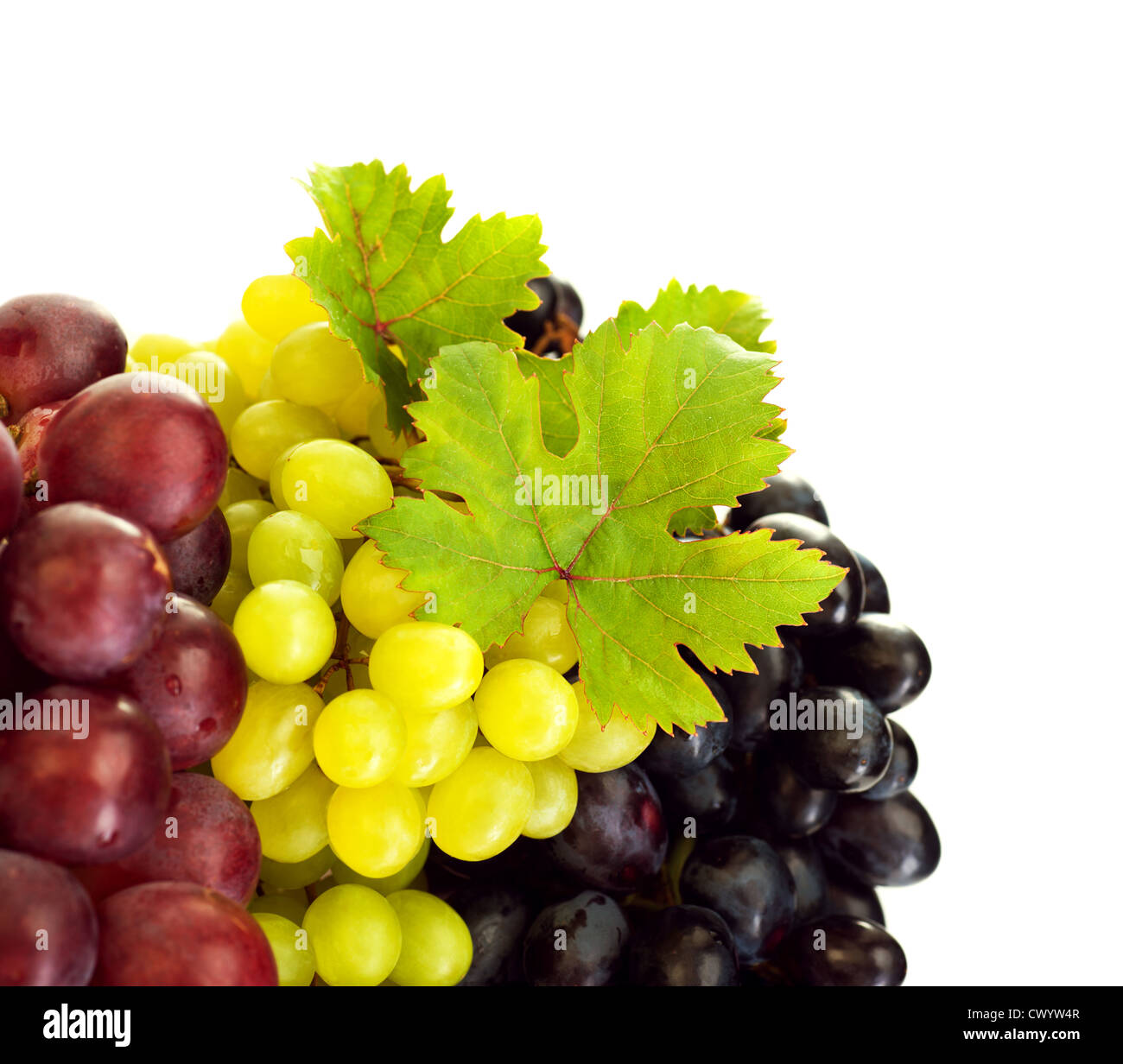 Photo of grapes variety, different kind of vine, colors grape border
