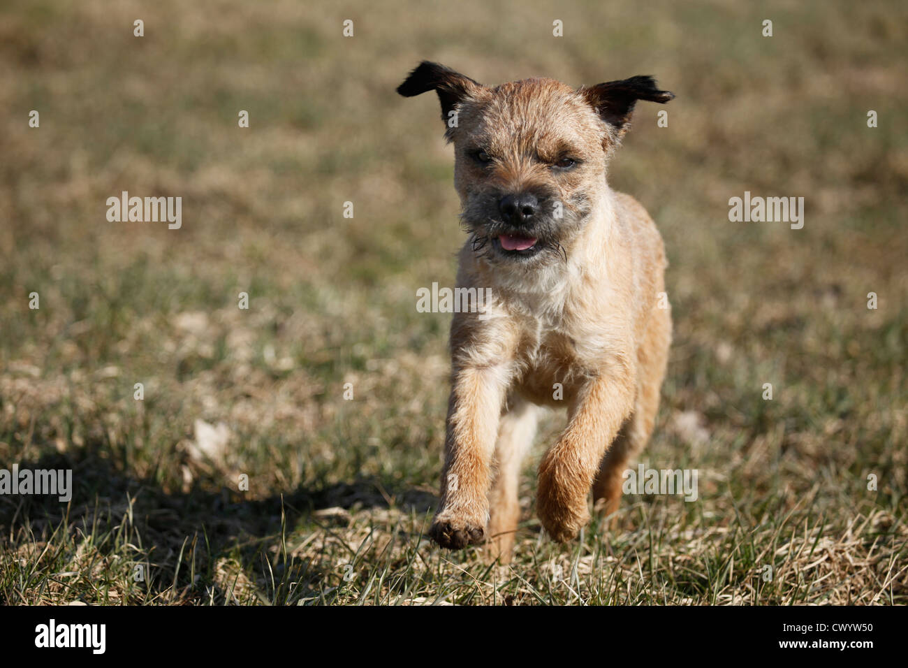 Border Terrier Short Hair Sunny Stock Photos Border Terrier