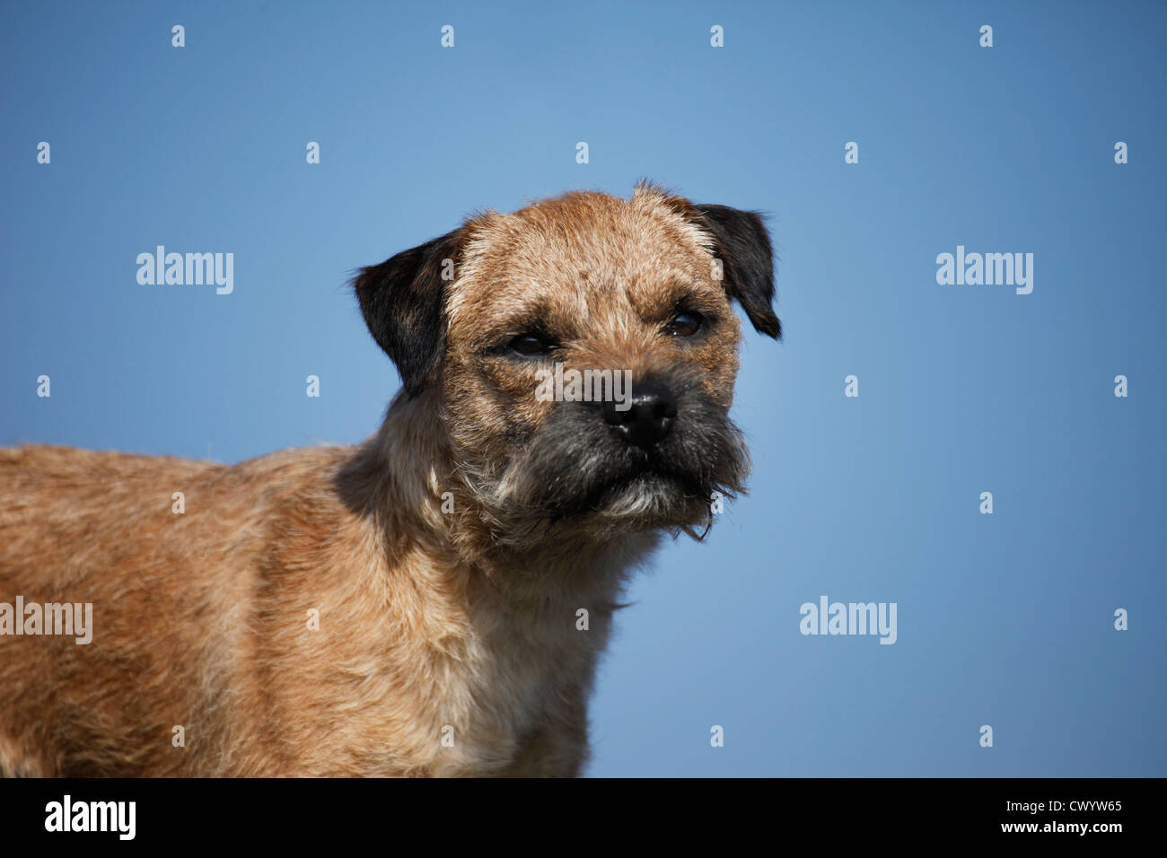 Border Terrier Short Hair Sunny Stock Photos Border Terrier
