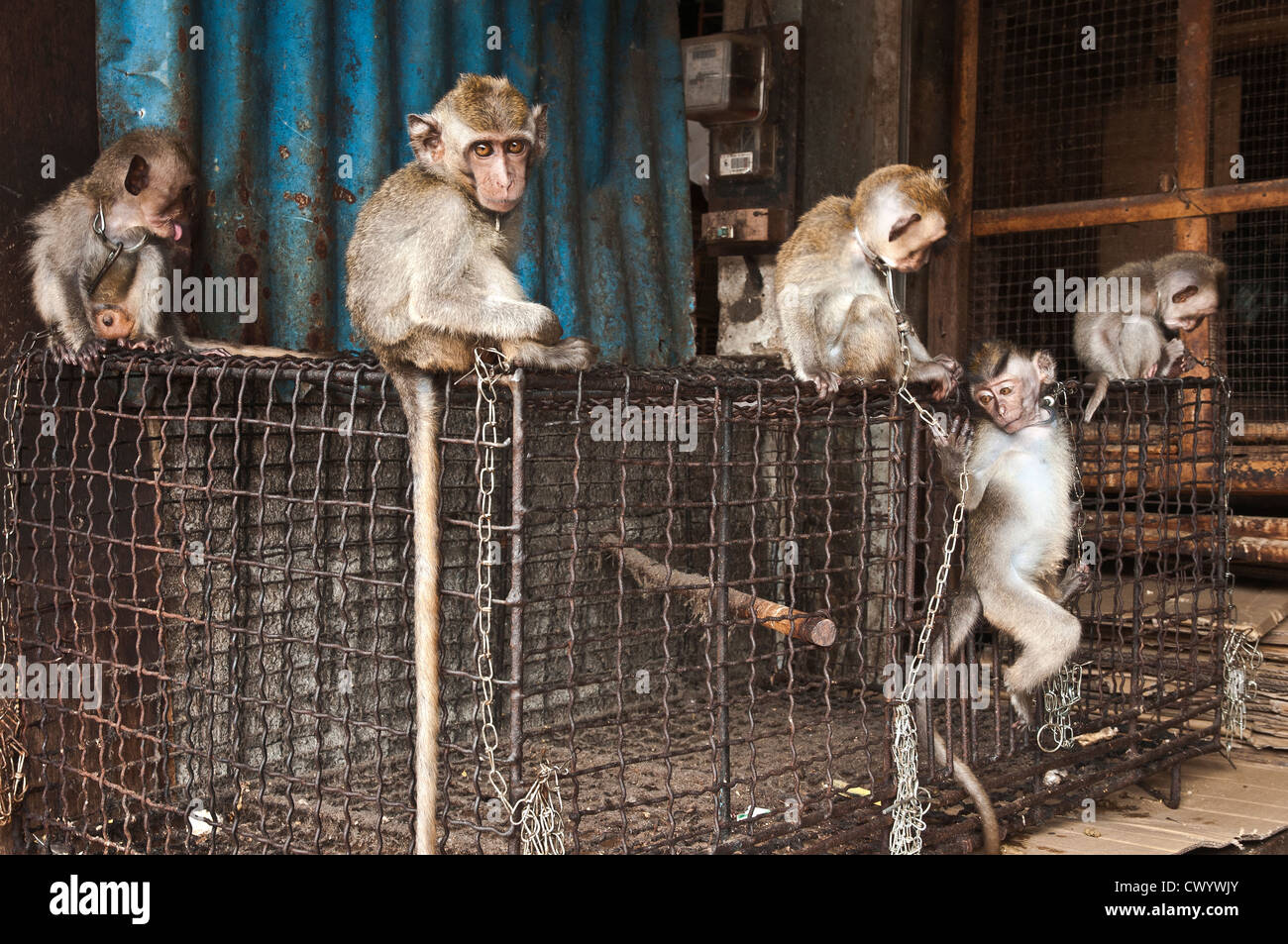 Chained, young, Macaque monkeys for sale at the bird and animal market in Denpasar, Southern Bali, Indonesia. Stock Photo