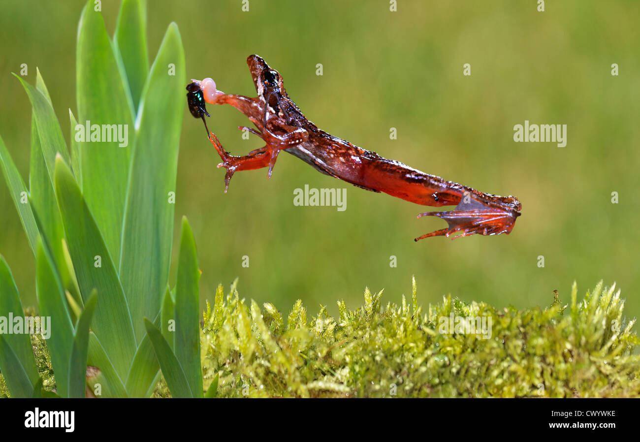 Frog jumping Stock Photo