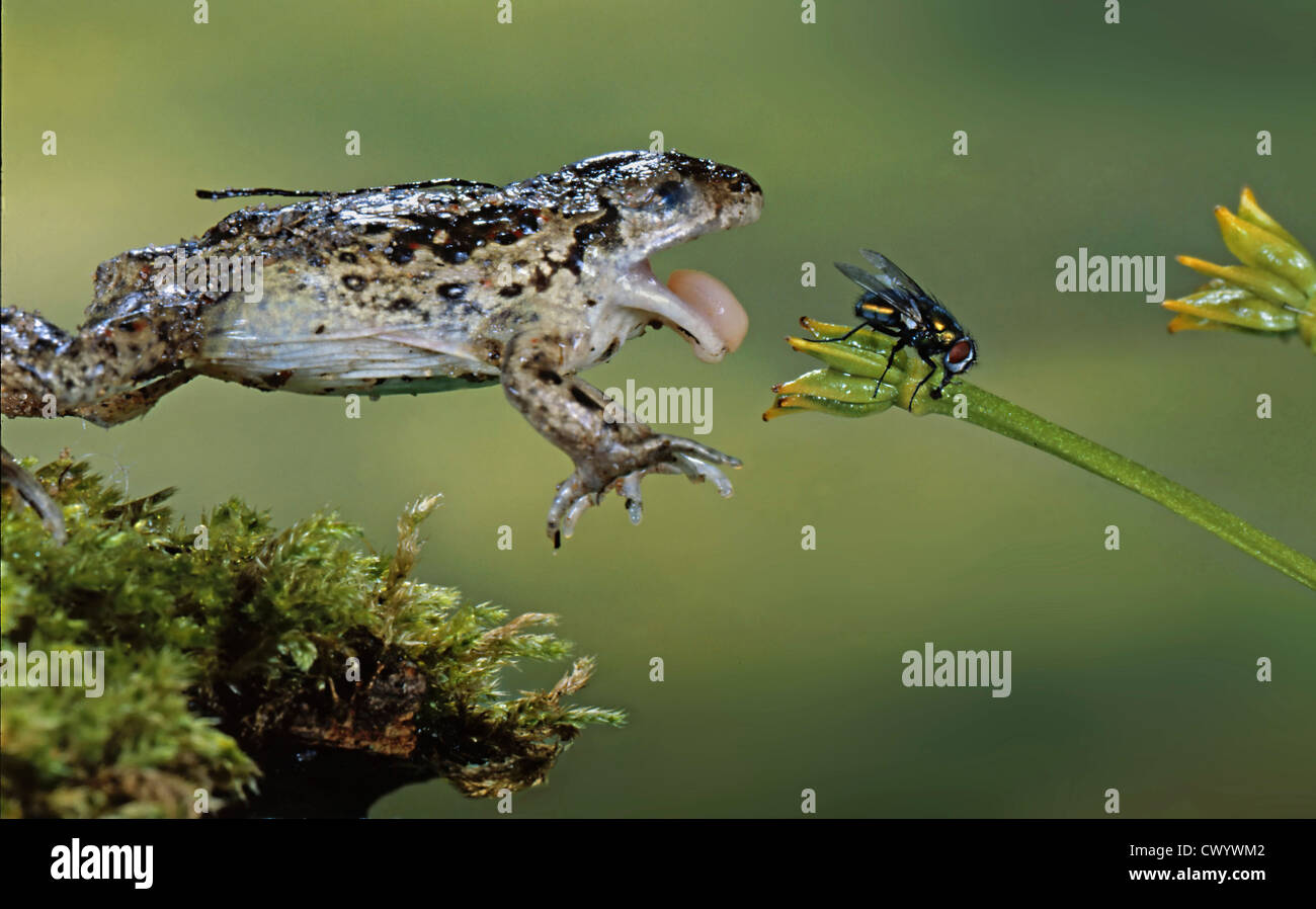 Garlic Toad, Pelabates fuscus, and fly Stock Photo