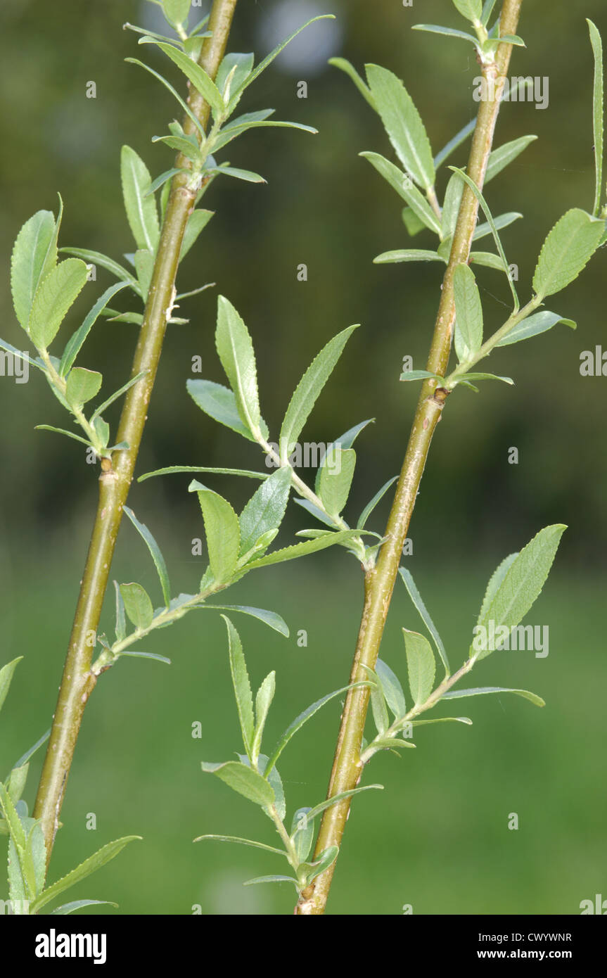 Almond Willow Salix triandra (Salicaceae) Stock Photo
