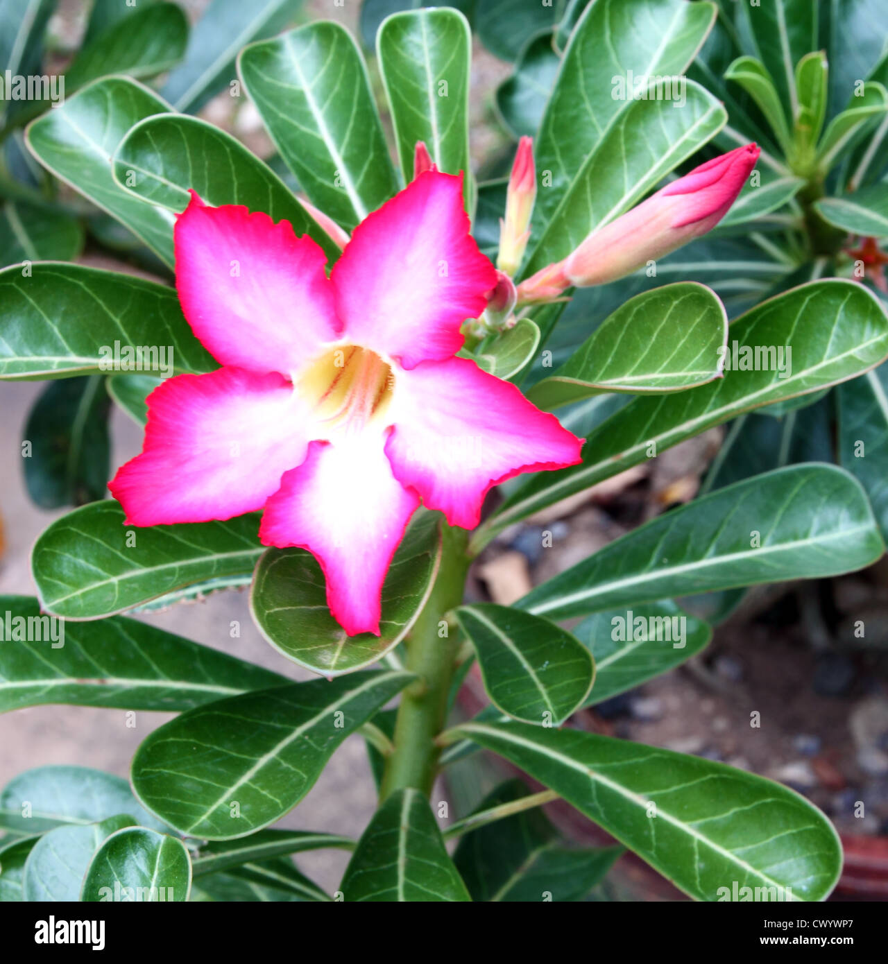 Tropical flower Pink Adenium (Desert rose Stock Photo - Alamy