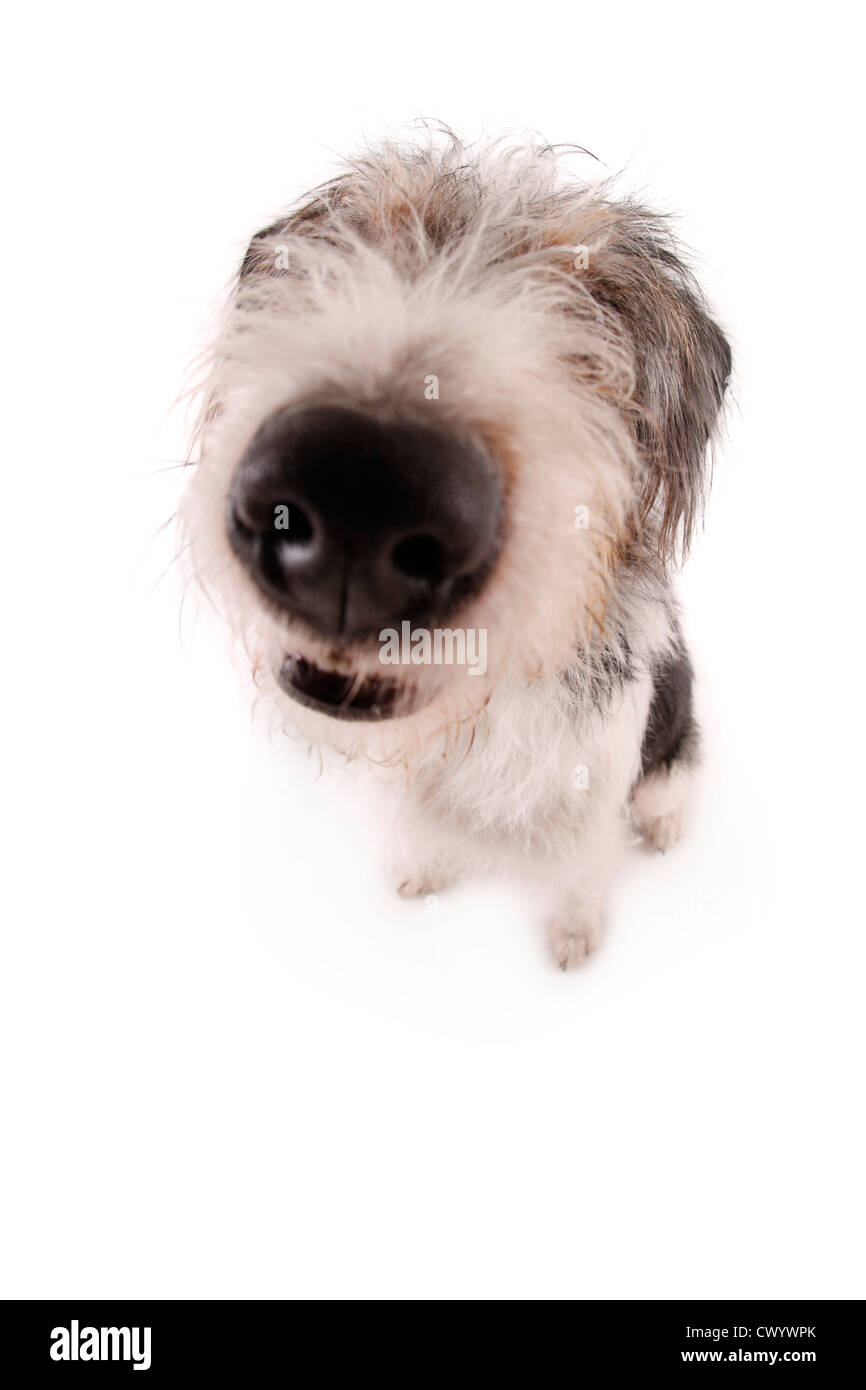 Dogs Nose Cut Out Stock Images & Pictures Alamy