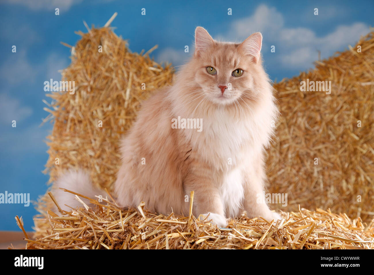Siberian Cat in straw Stock Photo