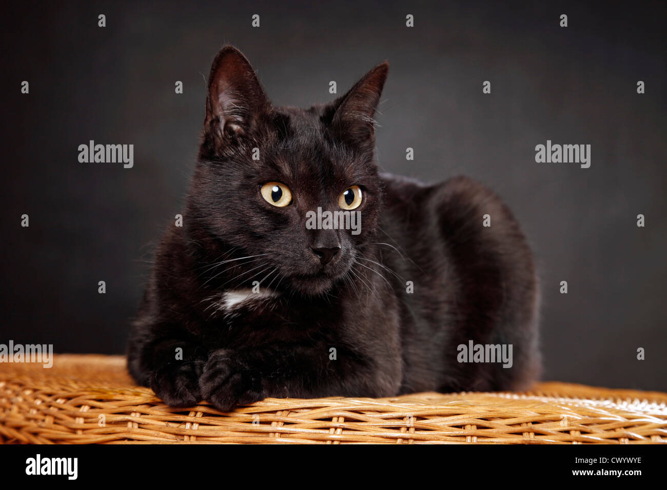 black domestic cat Stock Photo