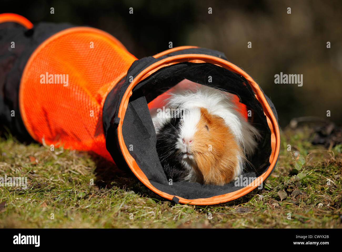 Guinea pigs playing hires stock photography and images Alamy