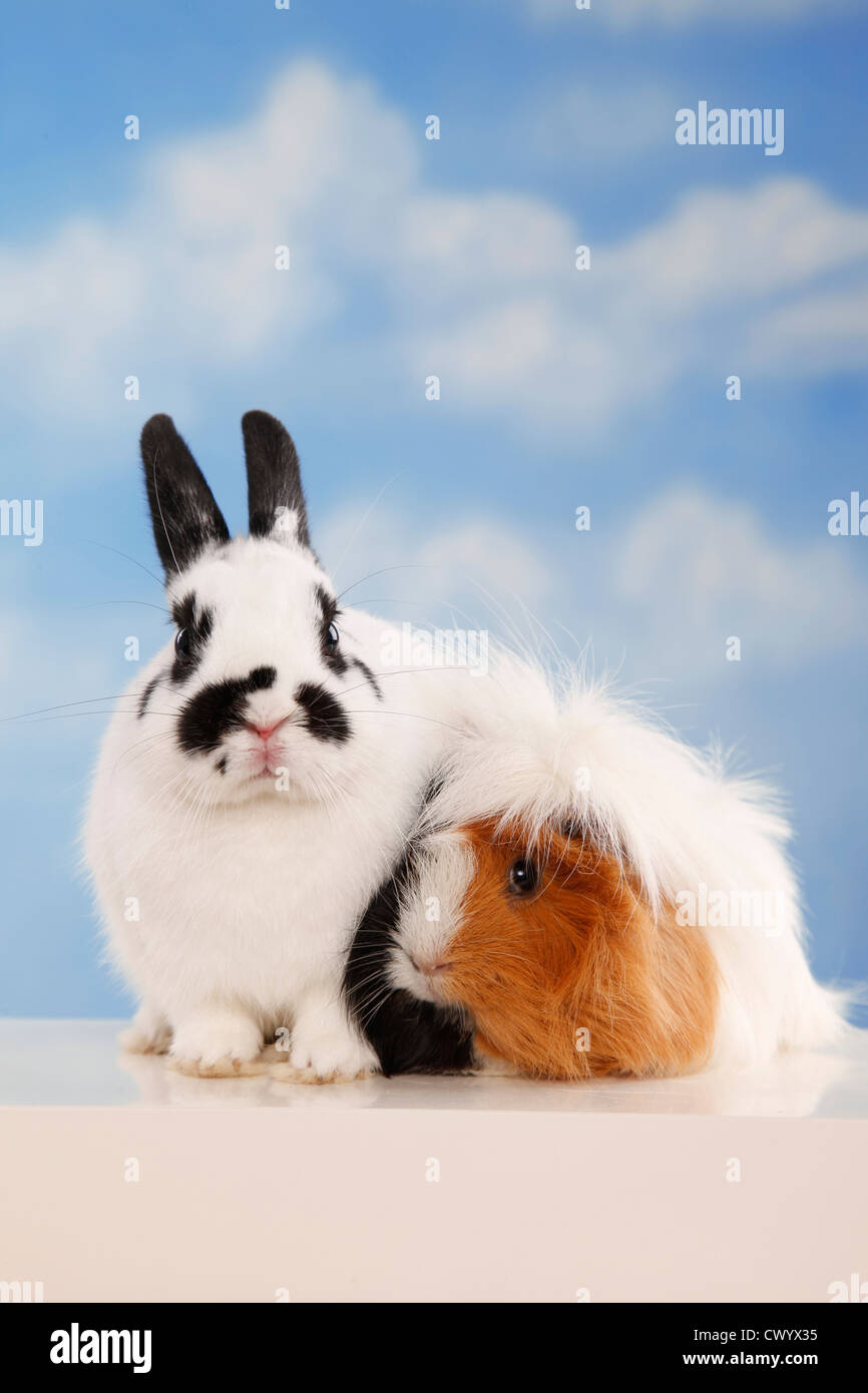 dwarf rabbit and guinea pig Stock Photo Alamy