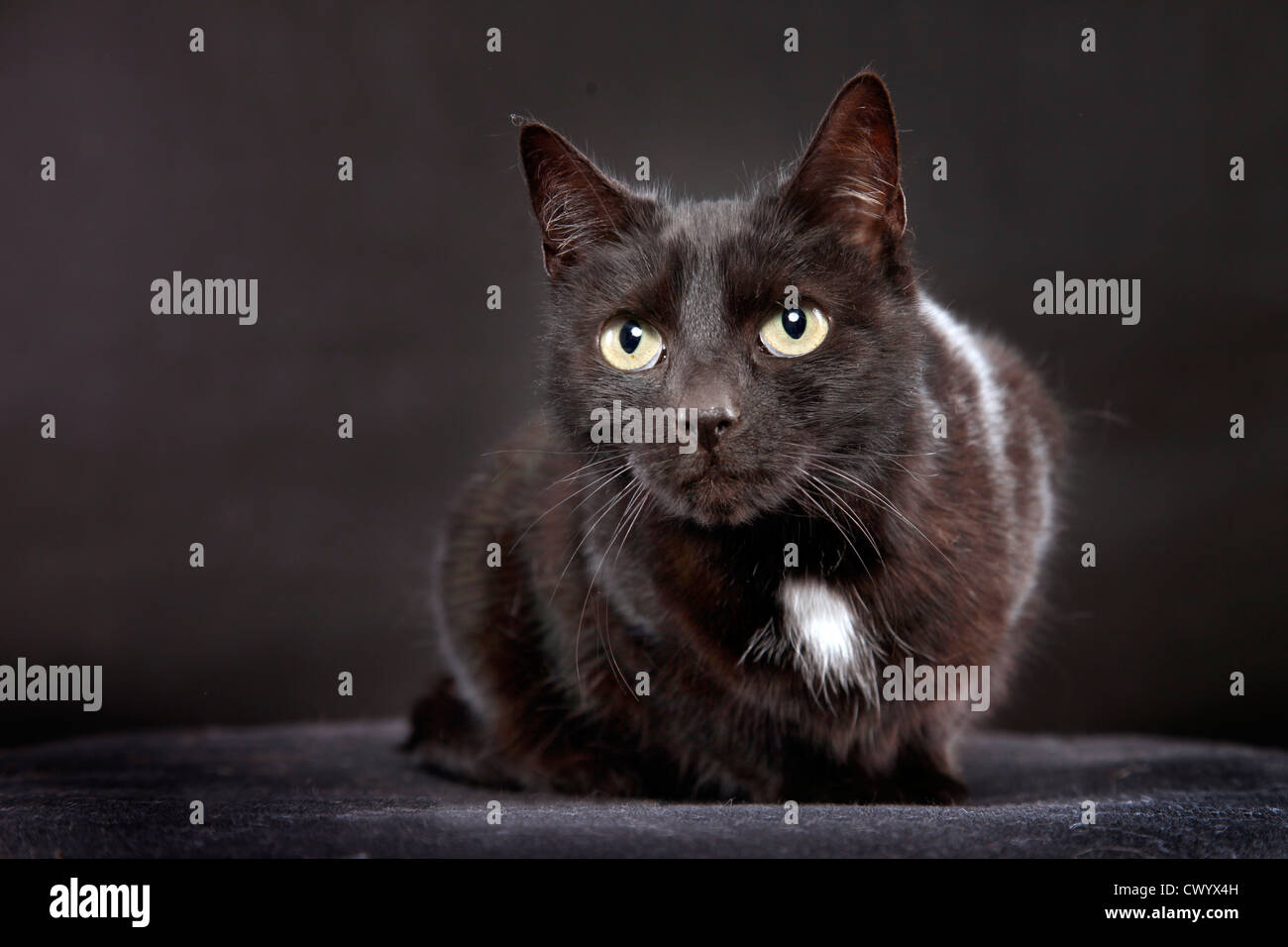 black domestic cat Stock Photo