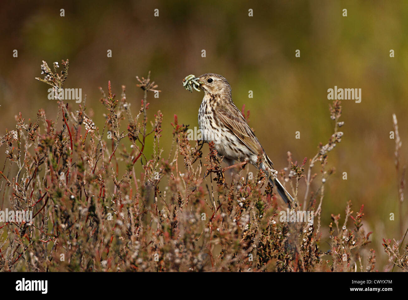 0743 hi-res stock photography and images - Alamy, image size:1300x956