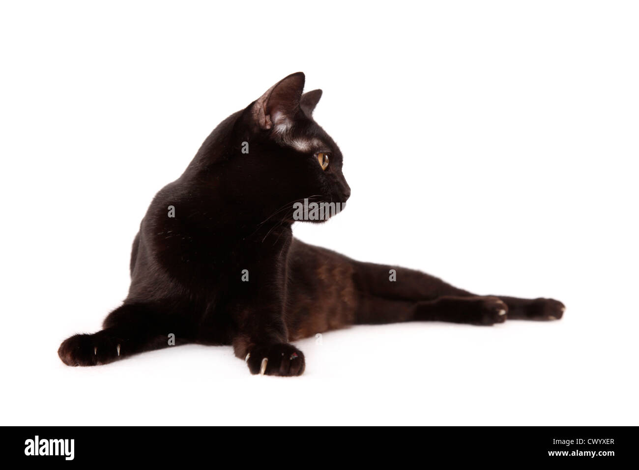 Asian mammals hi-res stock photography and images - Alamy