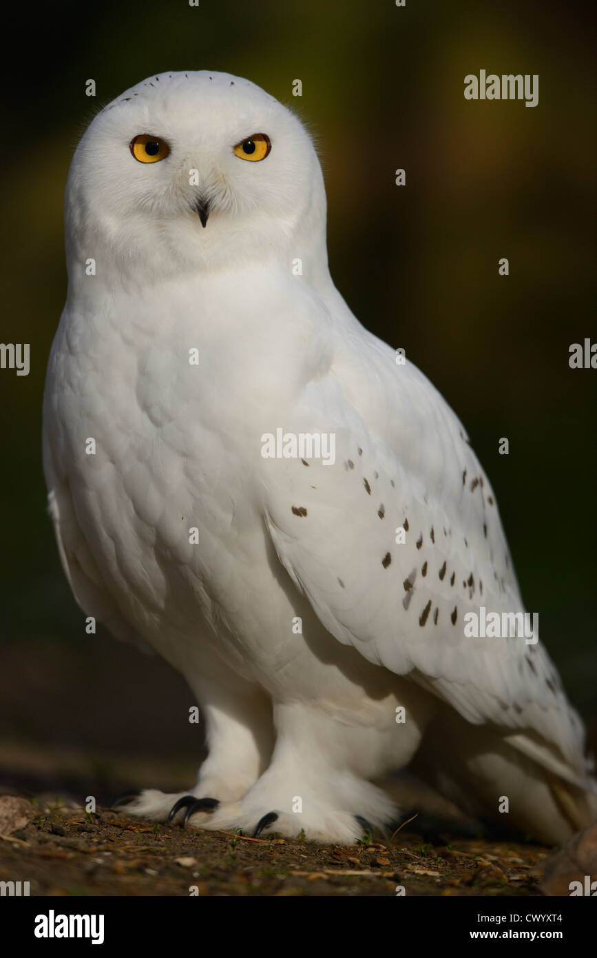 Snowy Owl (Bubo scandiacus Stock Photo - Alamy
