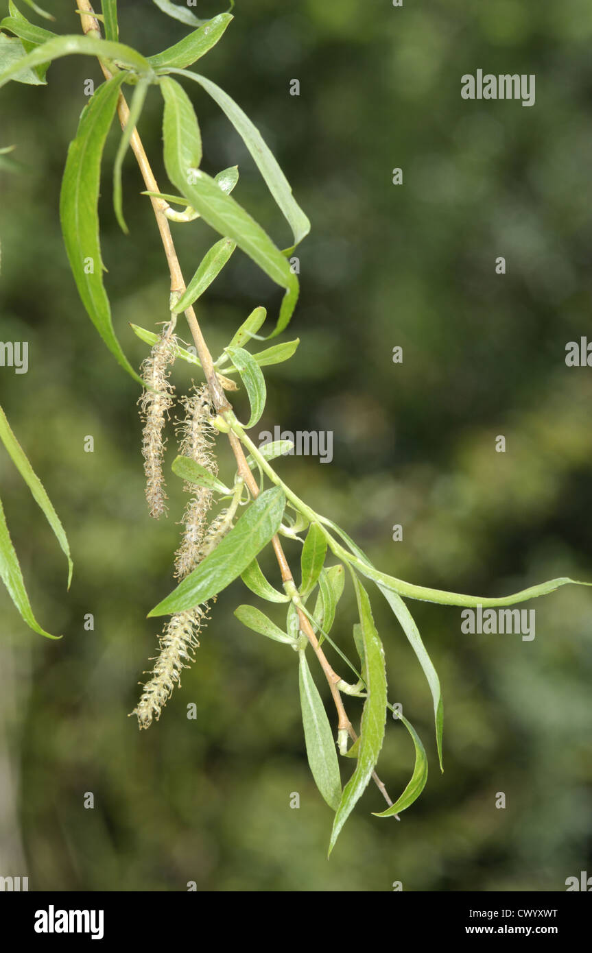 Weeping Willow Salix x sepulcralis Stock Photo