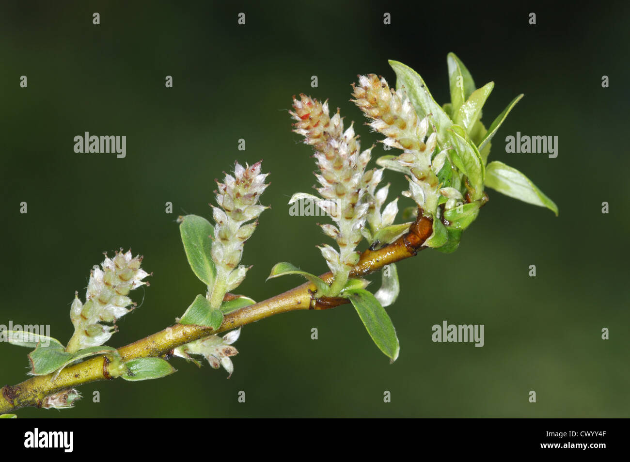 Mountain Willow Salix arbuscula (Salicaceae) Stock Photo