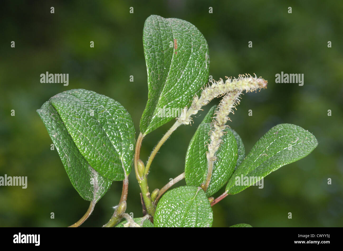 Net-leaved Willow Salix reticulata (Salicaceae) Stock Photo