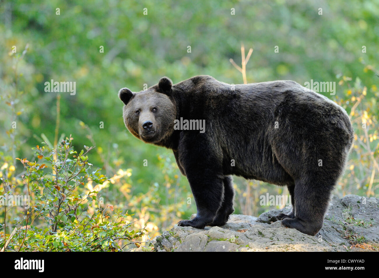 Eurasian brown bear (Ursus arctos arctos) standing Stock Photo - Alamy
