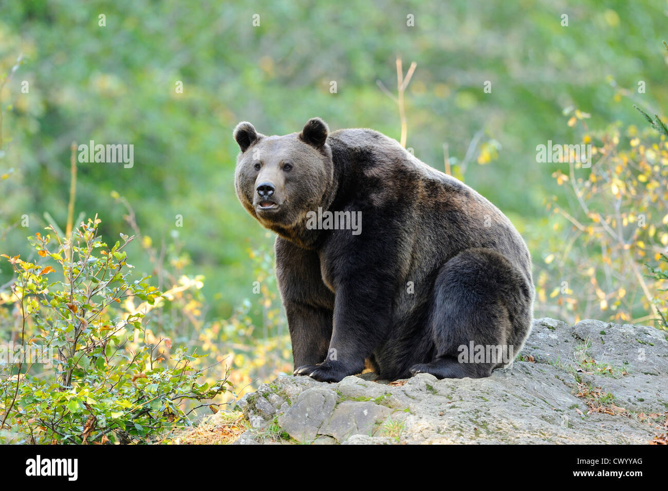 Eurasian brown bear (Ursus arctos arctos) sitting Stock Photo - Alamy