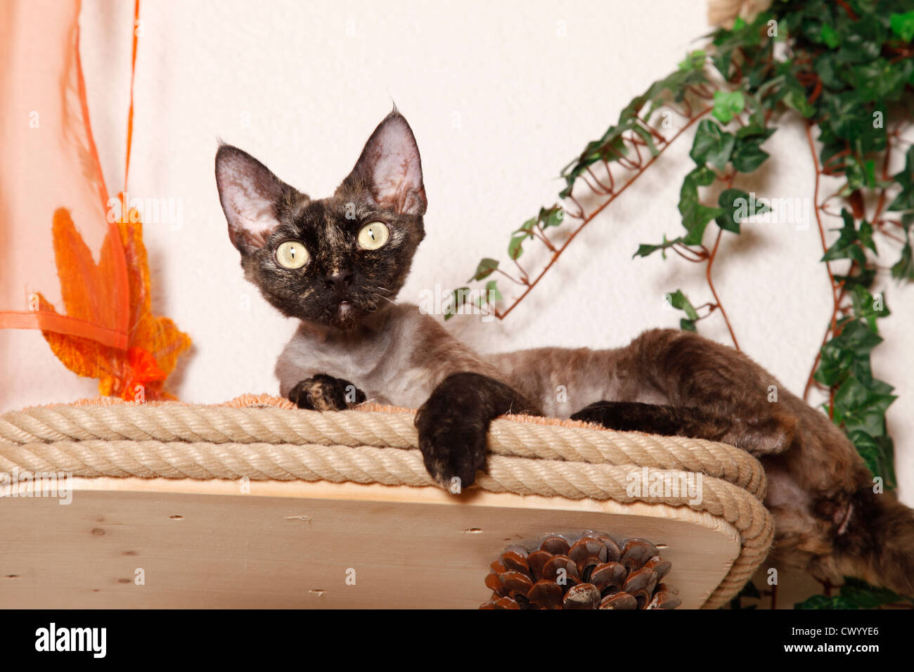 Devon rex shop cat tree