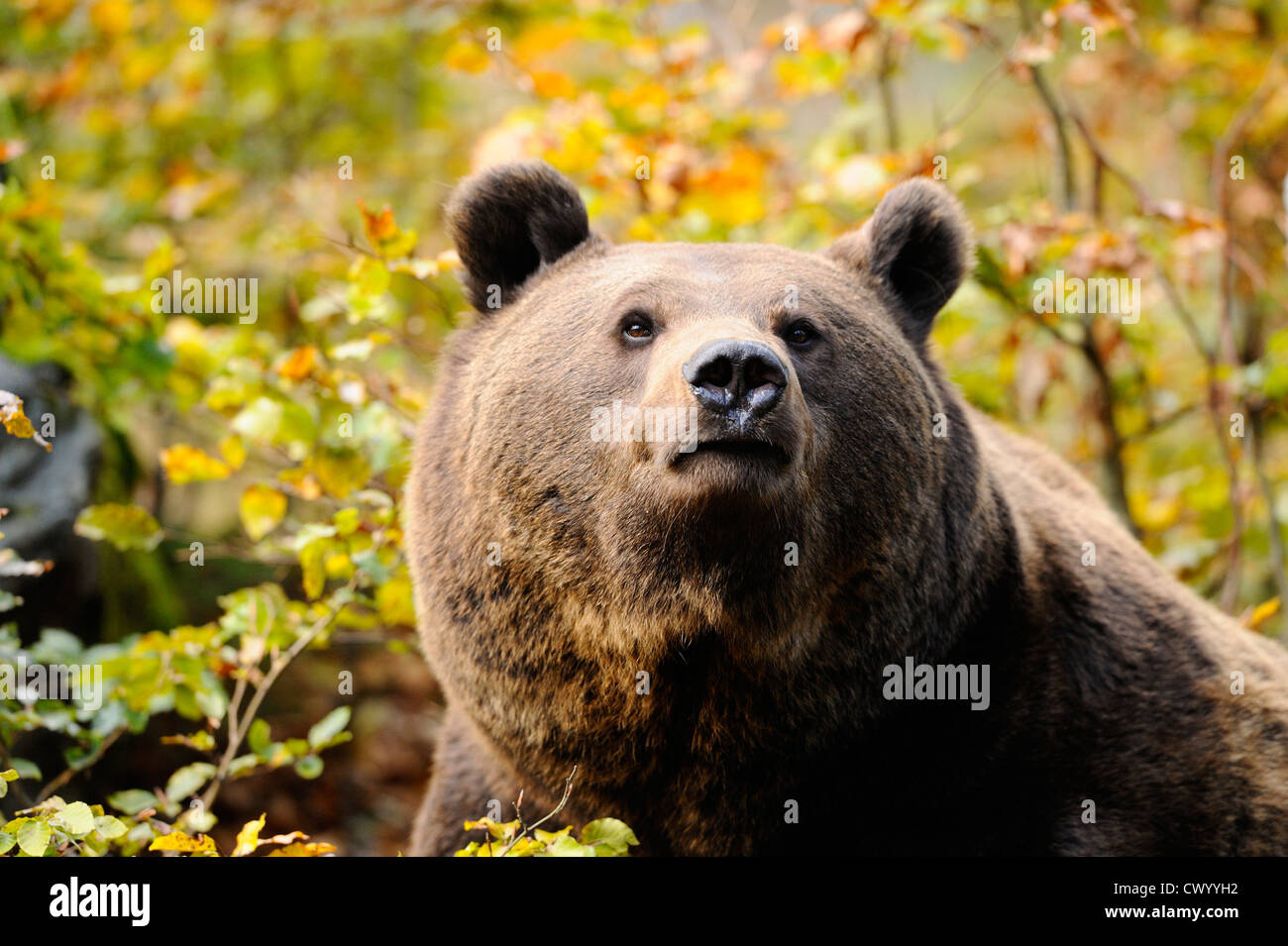 Eurasian brown bear (Ursus arctos arctos), portrait Stock Photo - Alamy