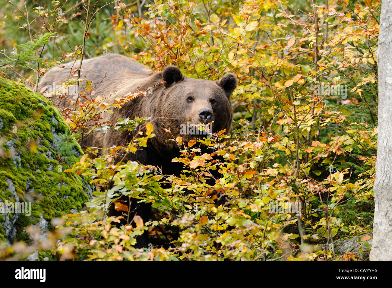 Eurasian brown bear (Ursus arctos arctos) in the woods Stock Photo - Alamy