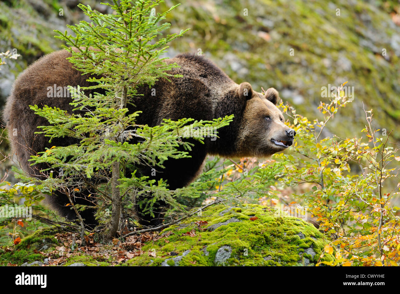 Eurasian brown bear (Ursus arctos arctos) standing Stock Photo - Alamy