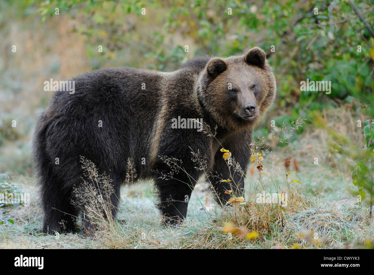 Eurasian brown bear (Ursus arctos arctos) standing Stock Photo - Alamy