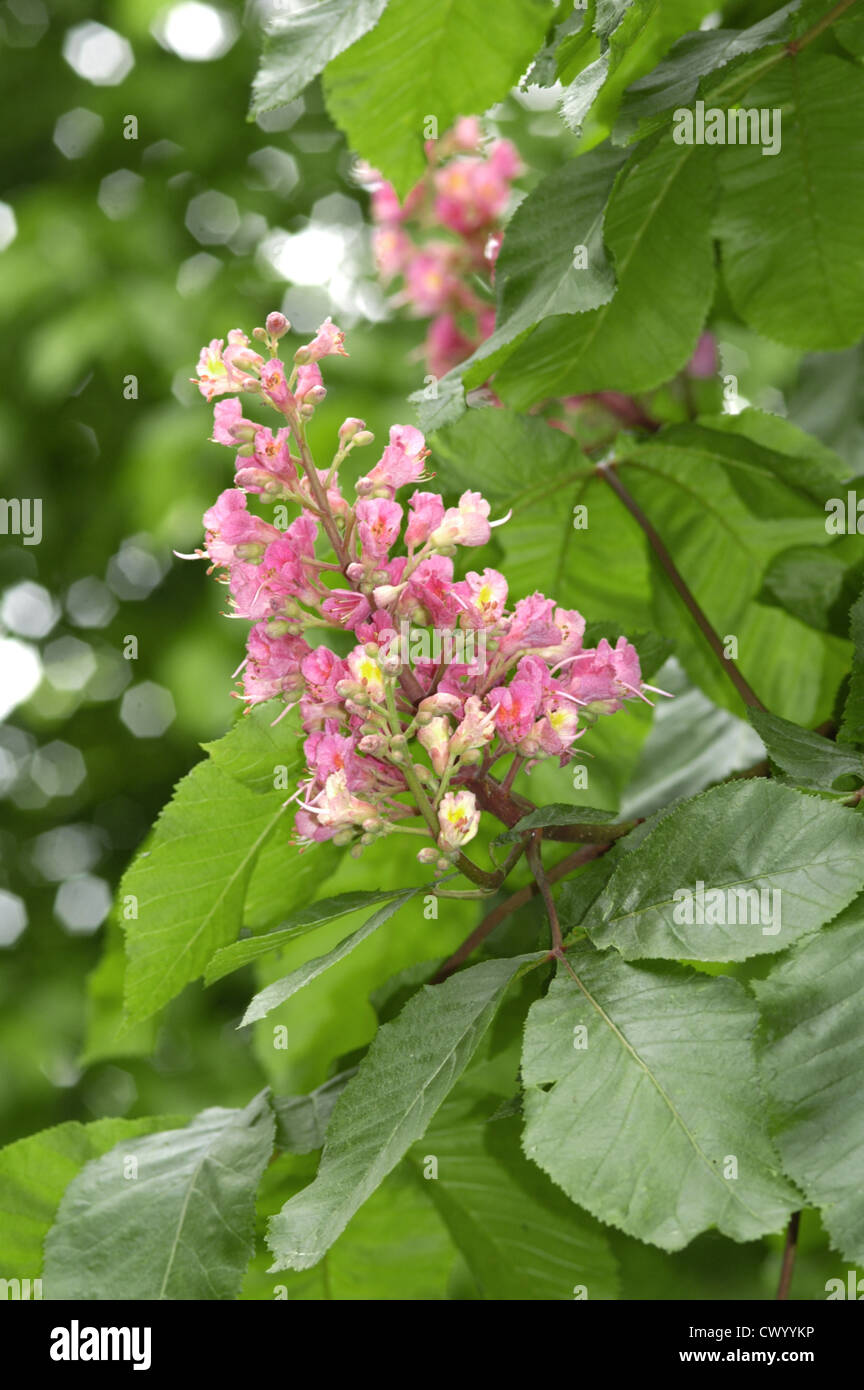 Red Horse-chestnut Aesculus x carnea Stock Photo