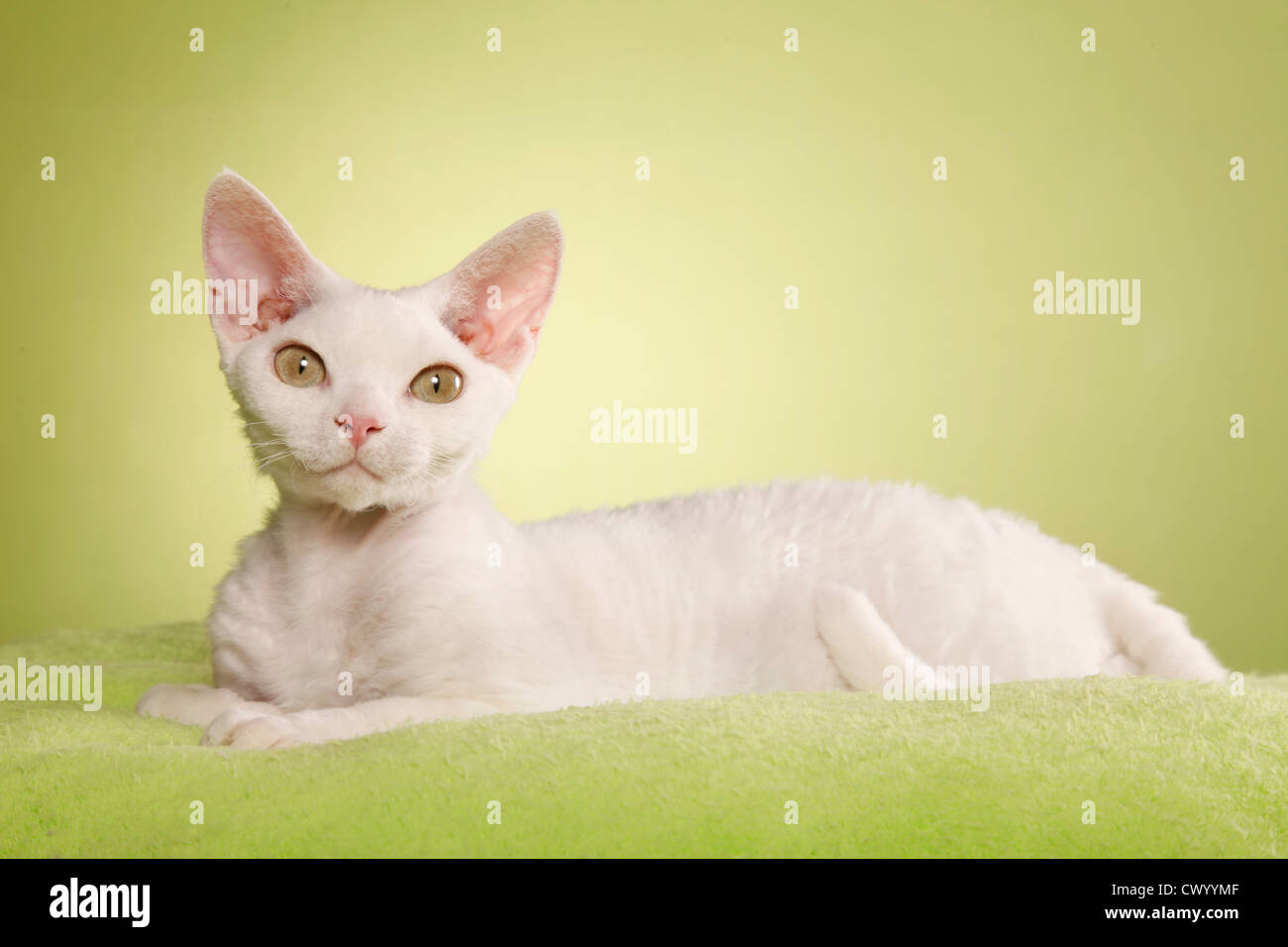 Devon rex hi-res stock photography and images - Alamy