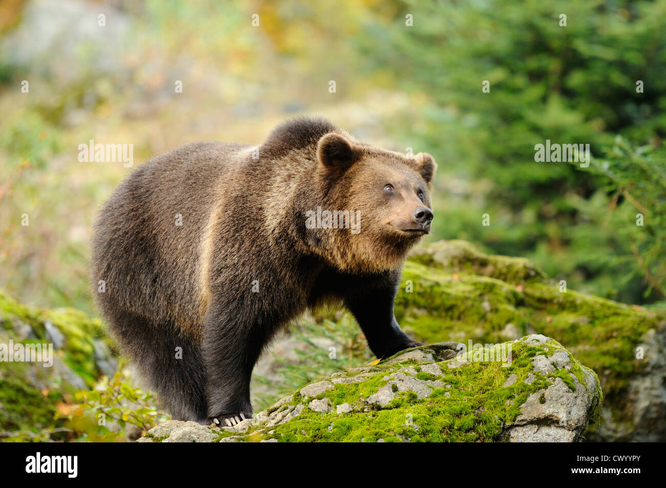 Eurasian brown bear (Ursus arctos arctos) standing Stock Photo - Alamy