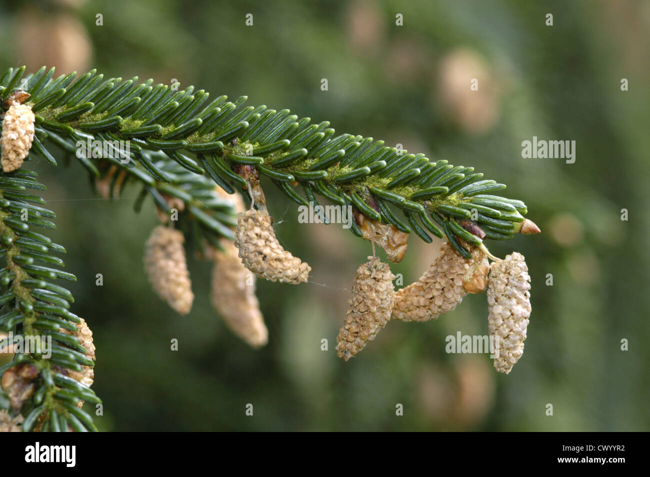 Oriental Spruce Picea orientalis Stock Photo