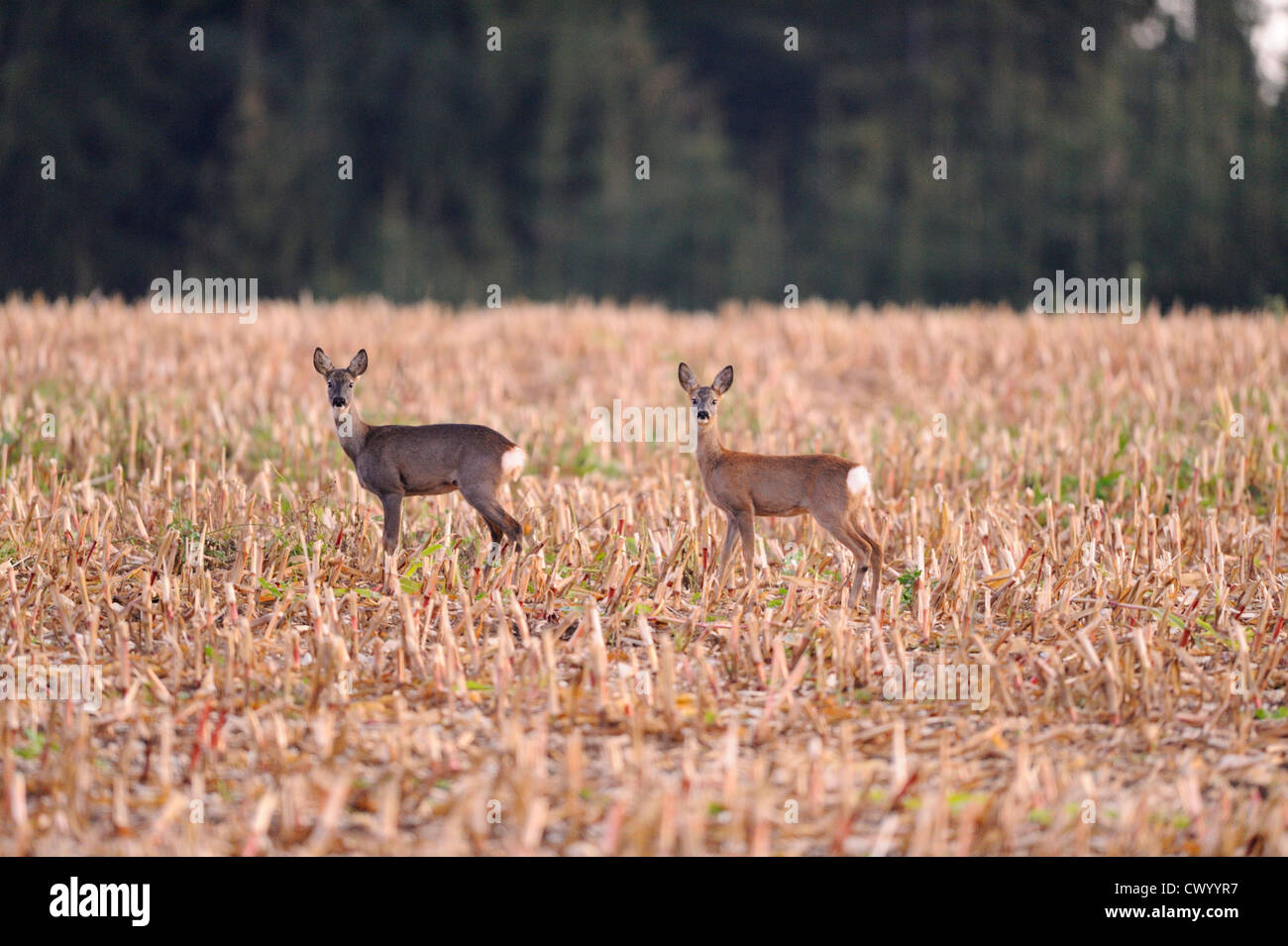 Two roe deer standing in cornfield Stock Photo