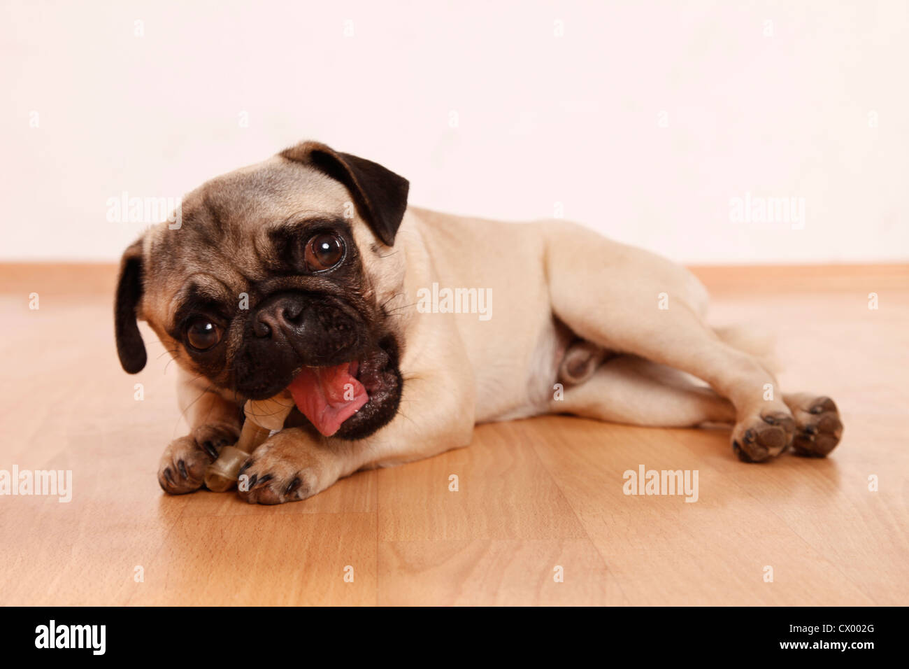 young pug Stock Photo