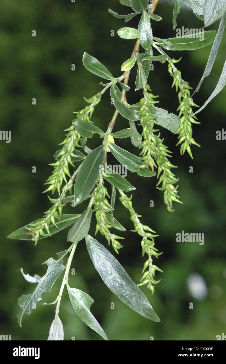 White Willow Salix alba Stock Photo